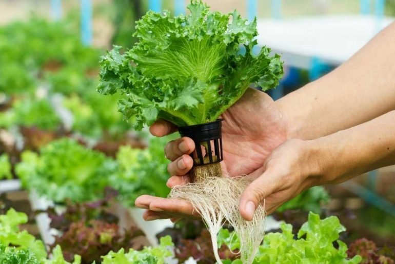 How to Start Weed Seeds For Hydroponic Systems