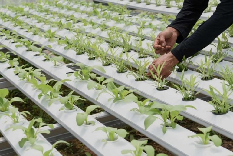 Best Flowers For Hydroponics