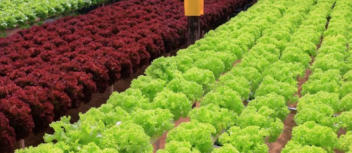 How to Make a Hydroponic Herb Garden How to Make a Hydroponic Herb Garden