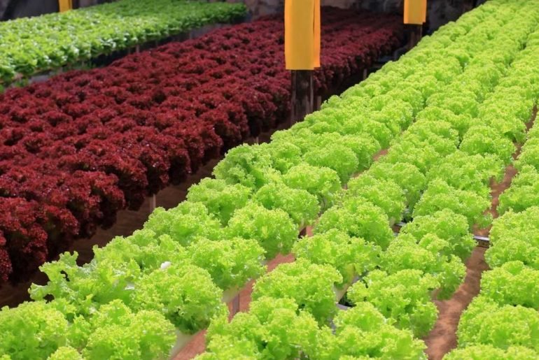 How to Make a Hydroponic Herb Garden