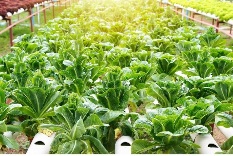 What Vegetables Can You Grow in a Hydroponic System?