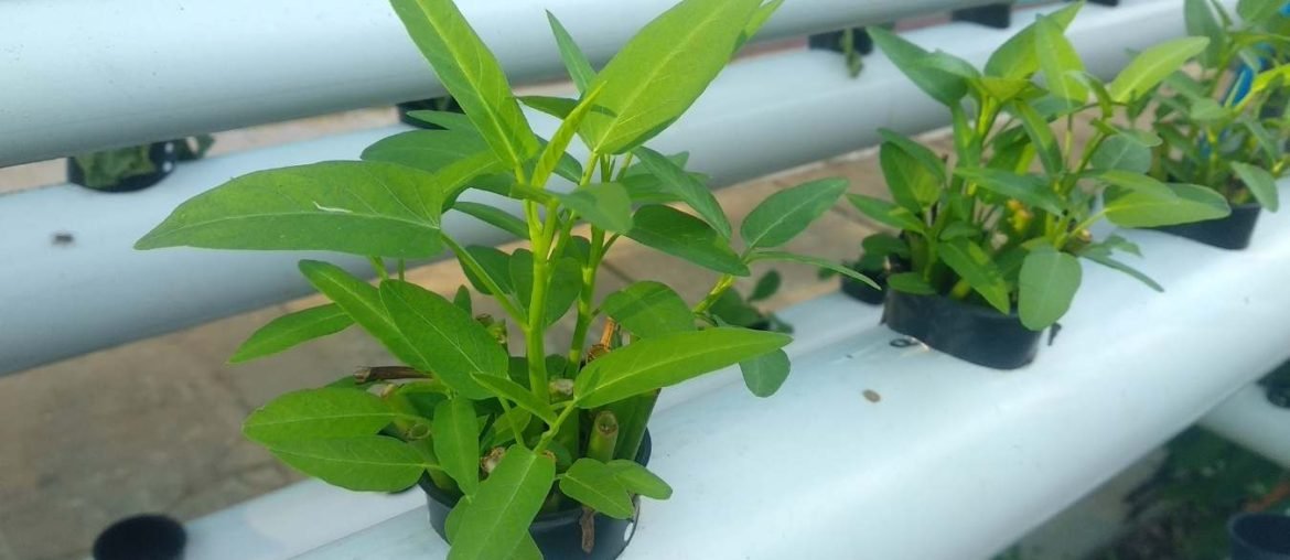 How to Grow Bell Peppers Hydroponically How to Grow Bell Peppers Hydroponically