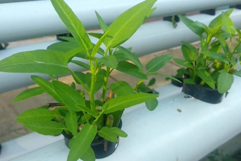 How to Grow Bell Peppers Hydroponically