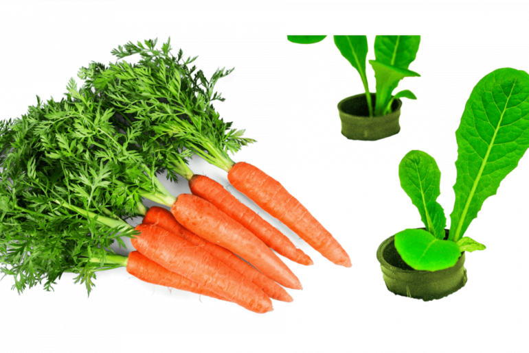 How to Grow Carrots in a Hydroponic System How to Grow Carrots in a Hydroponic System