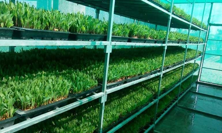 How to Grow Corn Hydroponically