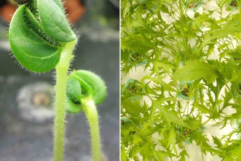 How to Start Seeds For Hydroponics Without Rockwool How to Start Seeds For Hydroponics Without Rockwool