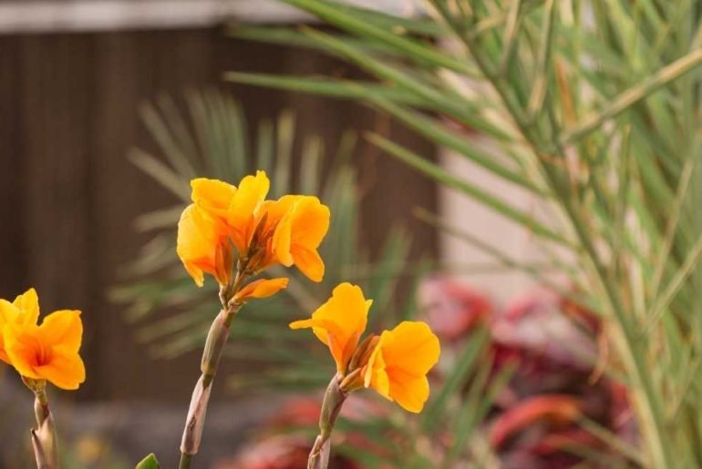 Can You Grow Flowers Hydroponically?