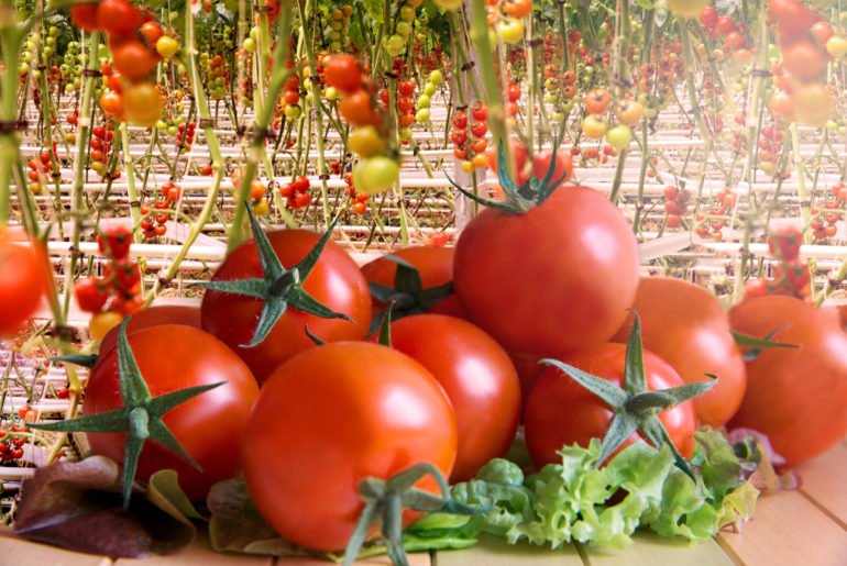 How to Grow Cherry Tomatoes Hydroponically How to Grow Cherry Tomatoes Hydroponically